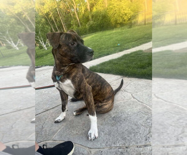 Medium Photo #7 Boxer-Unknown Mix Puppy For Sale in Springdale, PA, USA