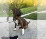 Small #6 Boxer Mix