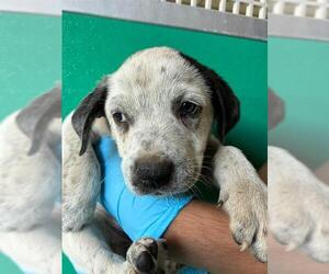 Texas Heeler-Unknown Mix Dogs for adoption in Visalia, CA, USA