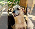 Small #4 Mutt