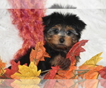 Small #1 Yorkshire Terrier