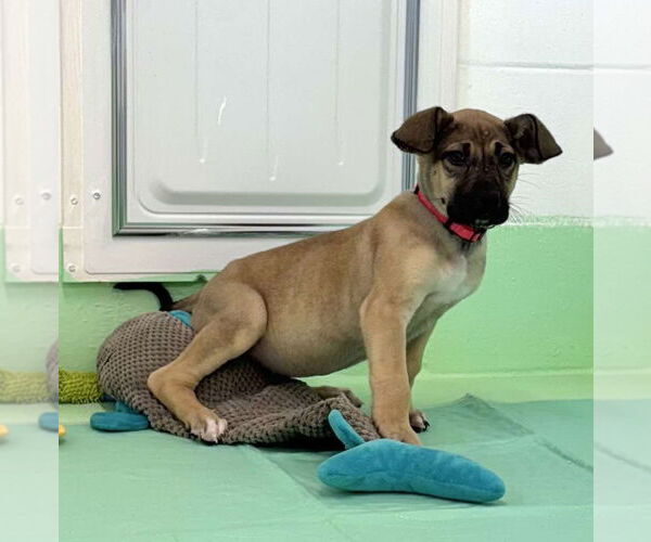 Medium Photo #15 Anatolian Shepherd-Rhodesian Ridgeback Mix Puppy For Sale in Higley, AZ, USA