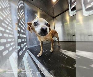 Chihuahua Dogs for adoption in San Antonio, TX, USA