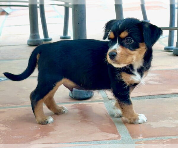 Medium Photo #2 Mutt Puppy For Sale in Lake Elsinore, CA, USA