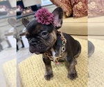 Shelby - Female French Bulldog Puppy for Sale - Photo #2
