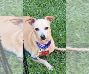 Chiweenie Dogs for adoption in San Diego, CA, USA