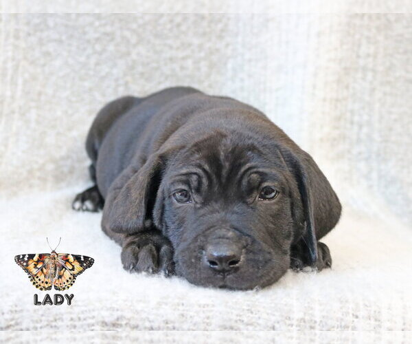 Medium Photo #6 Mutt Puppy For Sale in Wakefield, RI, USA