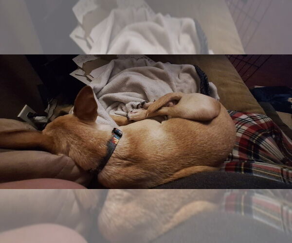 Medium Photo #3 Chihuahua-Unknown Mix Puppy For Sale in Aurora, IN, USA