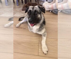 Macy (tripod) - Female Mutt Dog for Adoption - Photo #12