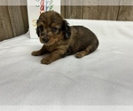 Small Photo #2 Dachshund Puppy For Sale in MYRTLE, MO, USA