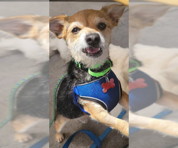 Medium Photo #1 Mutt Puppy For Sale in San Diego, CA, USA