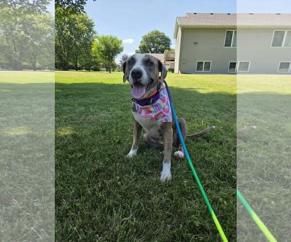 Medium Photo #2 Mutt Puppy For Sale in Crystal, MN, USA