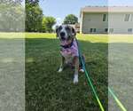 Small #1 Mutt