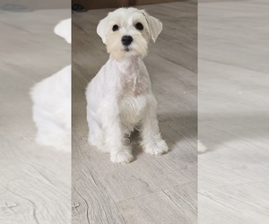 Schnauzer (Miniature) Puppy for sale in BROOKSVILLE, FL, USA