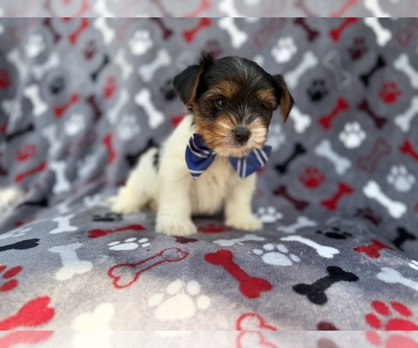 Medium Photo #4 Yorkshire Terrier Puppy For Sale in LAKELAND, FL, USA
