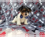 Small #3 Yorkshire Terrier