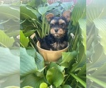 Small Photo #2 Yorkshire Terrier Puppy For Sale in TACOMA, WA, USA