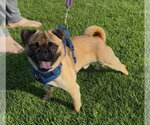 Small #1 Pug