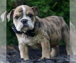Small #3 Bulldog
