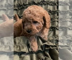 Goldendoodle (Miniature) Puppy for sale in LONGVIEW, WA, USA