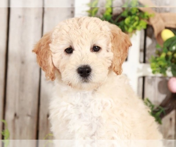 Medium Photo #1 Goldendoodle Puppy For Sale in MOUNT VERNON, OH, USA