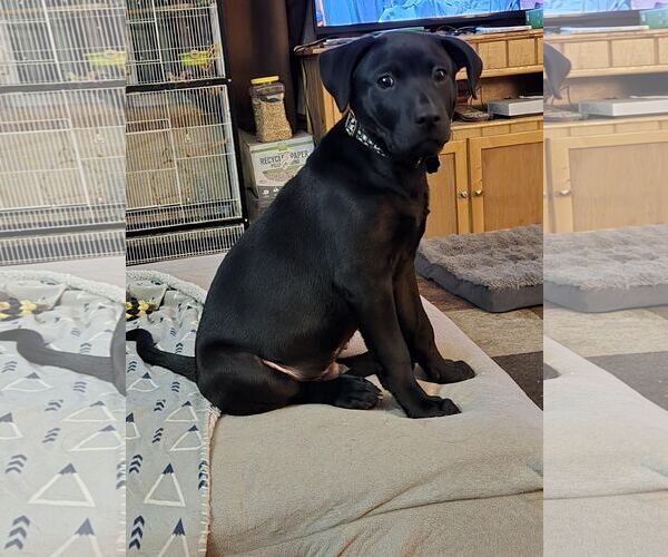 Medium Photo #2 Labbe Puppy For Sale in Princeton, MN, USA