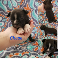 Boston Terrier Puppy for sale in GREENVILLE, SC, USA
