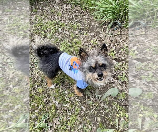 Medium Photo #3 Mutt Puppy For Sale in San Leon, TX, USA