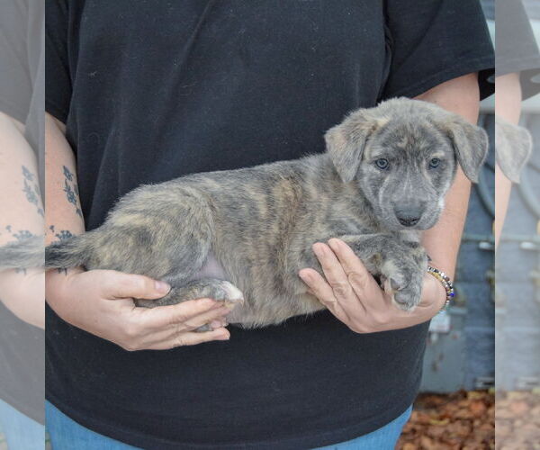 Medium Photo #2 Catahoula Leopard Dog-Labrador Retriever Mix Puppy For Sale in Huntley, IL, USA