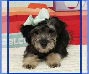 Schnauzer (Miniature) Puppy for sale in TAYLOR, TX, USA