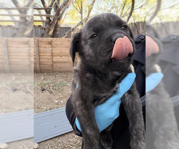 Medium Photo #1 Labrador Retriever-Unknown Mix Puppy For Sale in San Antonio, TX, USA