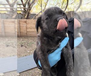 Labrador Retriever-Unknown Mix Dogs for adoption in San Antonio, TX, USA