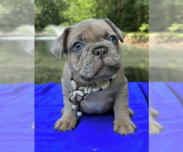 Medium Photo #1 French Bulldog Puppy For Sale in JACKSONVILLE, FL, USA