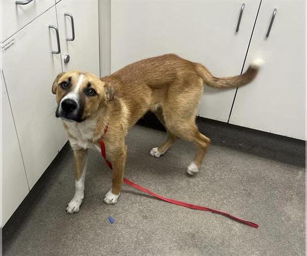 Medium Photo #1 Carolina Dog-Unknown Mix Puppy For Sale in HESPERIA, CA, USA