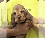 Liver and Tan F - Female Bloodhound Puppy for Sale - Photo #4