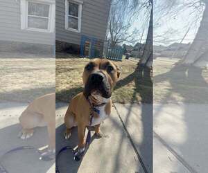 Boxer-Unknown Mix Dogs for adoption in Sheboygan, WI, USA