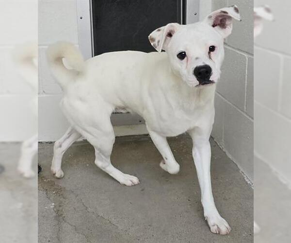 Medium Photo #1 Labrador Retriever-Unknown Mix Puppy For Sale in Houston, TX, USA