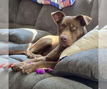 Small #8 Chocolate Labrador retriever Mix