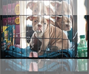 American Bully Puppy for sale in GRAND PRAIRIE, TX, USA