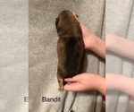 Small #4 Shih Apso