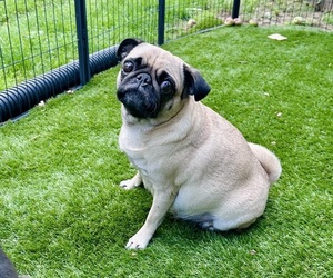 Mother of the Pug puppies born on 08/09/2026