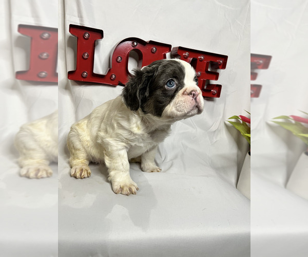 Medium Photo #2 French Bulldog Puppy For Sale in SAND SPRINGS, OK, USA