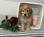 Small #2 Cockapoo