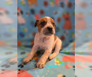Mutt Dogs for adoption in Foristell, MO, USA