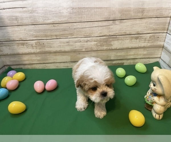 Medium Photo #3 Cavapoo Puppy For Sale in FULTON, KS, USA