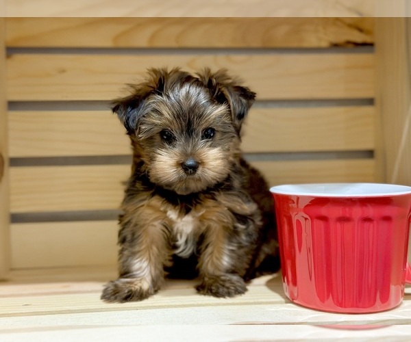 Medium Photo #11 Morkie Puppy For Sale in CASSVILLE, MO, USA