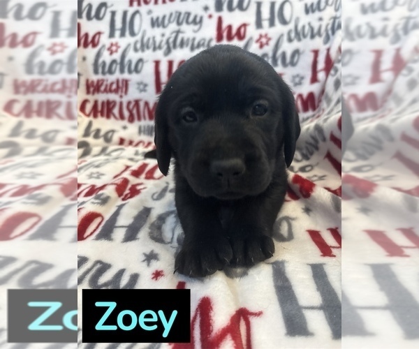 Medium Photo #7 Labrador Retriever Puppy For Sale in FAYETTEVILLE, OH, USA