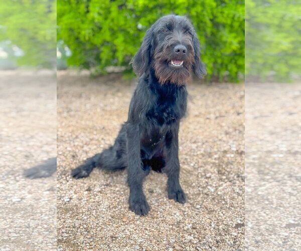 Medium Photo #4 German Wirehaired Pointer-Unknown Mix Puppy For Sale in PIPE CREEK, TX, USA