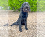 Small #3 German Wirehaired Pointer Mix