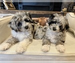 Small Aussiedoodle-Goldendoodle Mix